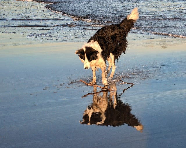 Photo of a dog at the beach.