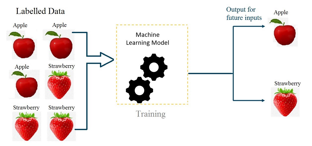 Supervised Machine Learning: Key Differences & Insights